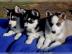 Husky welpen  sofort abzu geben. 