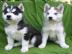 Alaskan Malamute Welpen