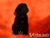 Hovawart WUNDERSCH�NE Welpen mit Papiere