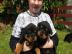 Rottweiler Welpen