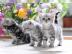 Britisch Kurzhaar (BKH) Katzenkinder mit