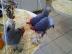 Lebende V�gel, Live-Papageien und frucht