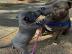 American Bully Pocket Females