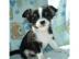 Wundersch�ne Chihuahua Welpen m�nnlich u
