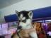 100% gechippt Siberian Husky