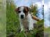 Jack Russell Terrier Welpen mit Papieren