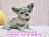 s��e MINI chihuahua welpen mit Papieren