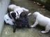 Franz�sische Bulldoggen Welpen