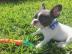 Franz?sische Bulldogge Welpen mit Ahnent