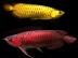 Wundersch�nes super rot Arowana Fische