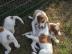 Irish Red and White Setter WELPEN