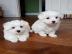 wundersch?ne Mini Corgi Babys bereit zur
