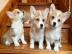 Welsh Corgi Welpen verf?gbar
