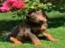 Top qualit?t Dobermann welpen