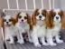 S??e Cavalier king charles Welpen