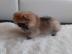 Pomeranian Zwergspitz R?de mit Ahnentafe