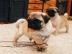 Reinrassige wundersch�ne Mops-Welpen