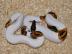 Gesunde Ball Pythons zum guten Preis