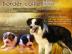 Border Collie Welpen mit FCI Stammbaum