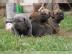 Sieben kleine Cane Corso Welpen