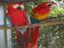 Scarlet Ara Papageien zum Verkauf. 