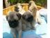 Mops Welpen,beige u. schwarz, gechipt, g