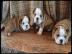 Englische Bulldogge Welpen