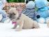 AKC reg Welpen der franz�sischen Bulldog