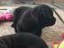 Kr?ftige Cane Corso Welpe mit Papiere