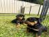 Diese wundersch�nen Rottweiler-Welpen (W