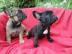 franz�sische Bulldoggen Welpe Red Sable