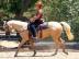Quarter Horse Wallach zu verkaufen