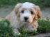 Tibetan Terrier
