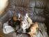 Reinrassige Franz�sische Bulldogge Welpe