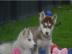 Reinrassige sch�ne Husky - Welpen