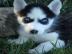 Husky-Welpen mit Stammbaum