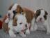 ++Reinrassige Englische Bulldogge ++