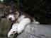 s��e Husky Welpen abzugeben