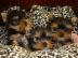 Spielzeug mini yorkshire terrier welpen