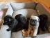 Mops Welpen R�den und Weibchen