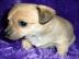 Chihuahua Welpen f�r Ihre Familie. 