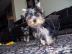 entz�ckende Yorkie Welpen ab sofort verf