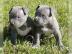 Pit Bull Welpen 12 Wochen alte