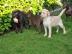 Reinrassige Labrador Welpen Labradorwelp