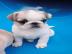 S��e Mops welpen suchen neues Zuhause