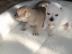 CHIHUAHUA-Welpen, R�den&H�ndinnen,mit Ah