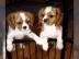 Kleine s��e cavalier king Charles Welpen
