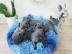 Franz�sische Bulldoggen Welpen R�den und