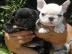 Franz?sische Bulldoggen Welpen R?den und
