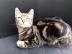Sch�ne reine Pedigree persische Katze